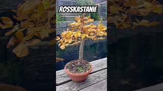 Rosskastanie Bonsai , Horse chestnut Bonsai #beautiful #bonsai #ihavethisthingwithplants