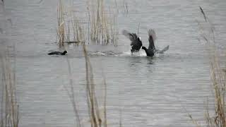 The Eurasian coot (Fulica atra) bird fightings - extremal sexual selection