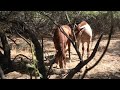 Wild Horse Fights (Part 3) - Boys Will be Boys - Mark Storto Nature Clips