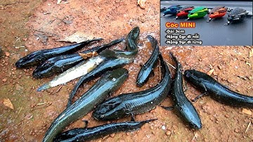 Nhái hơi cóc mini chuyên trị cá nhỏ cá nhát với chống vướng rất tốt