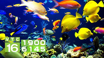 Nuôi cá cảnh xuất khẩu, thu 3 tỷ đồng/năm | VTC16