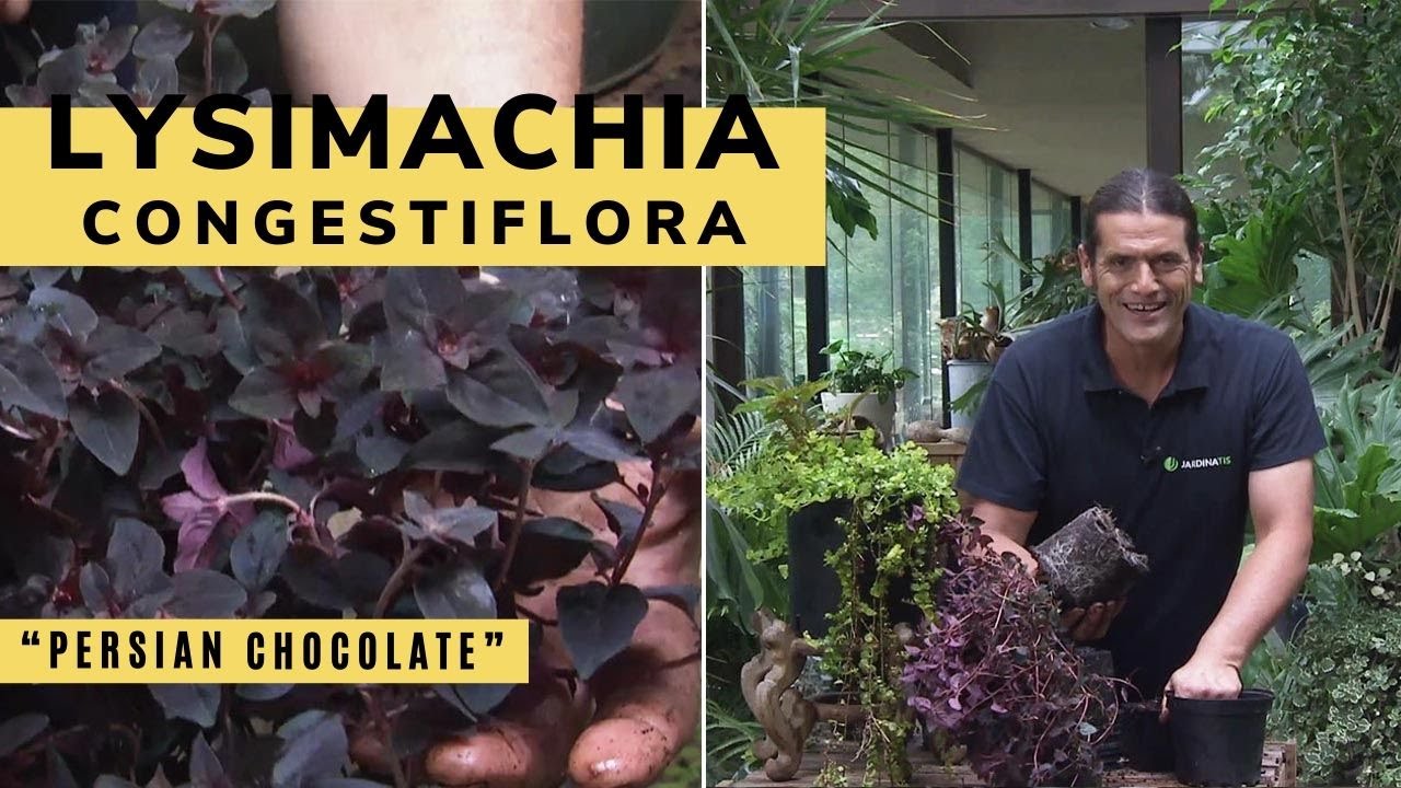 La Lysimachia congestiflora “Persian Chocolate” - Bricomanía - Jardinatis