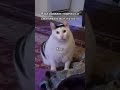 ÐÐ• ÐžÐ‘Ð˜Ð–ÐÐ™Ð¢Ð• ÐšÐžÐ¢Ð˜ÐšÐžÐ’ðŸ¥²