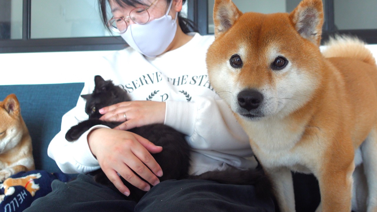 疲れたママを柴犬と子猫で奪い合い…結末が優しすぎた。。