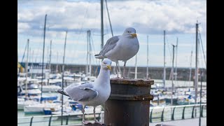 [ASMR/AMBIENCE] Marina Ambience Sounds with Soothing Sea Gull Sounds by Ambient City 233 views 1 year ago 29 minutes