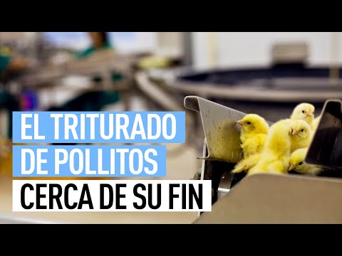 Video: ¿Qué es el sacrificio de pollitos?