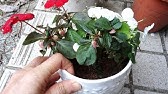 ニューギニアインパチェンスの育て方 Youtube