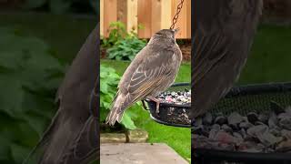 Juvenile starling on a birdfeeder #birdnoises #starlings #birdschirpingsounds #backyardwildlife