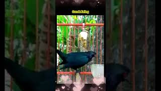 Burung yg sk teler #kicaumania #burung #birds #birdslover #kicaumaniaindonesia #kicaumanianusantara Burung yg sk teler #kicaumania #burung #birds #birdslover #kicaumaniaindonesia #kicaumanianusantara