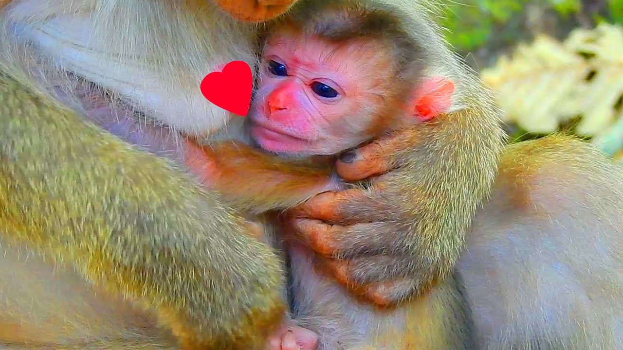 Congratulation to Libby finally gave birth her third baby successfully, Newborn baby is very healthy