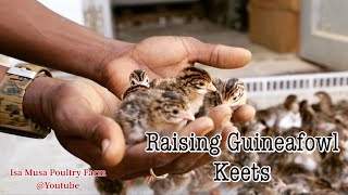 Poultry Farming | Raising Day Old Guineafowl Keets | Brooding Guineafowl