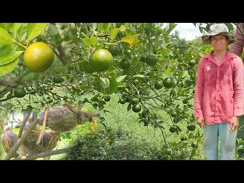 วีดีโอ: ส้มเขียวหวานตกแต่ง: การดูแล, ลักษณะการเพาะปลูก, ภาพถ่าย