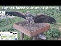 Lappet-faced vultureעזניית הנגב|Israel Nat.&Parks Auth.|Charter Group of Wildlife Ecol.