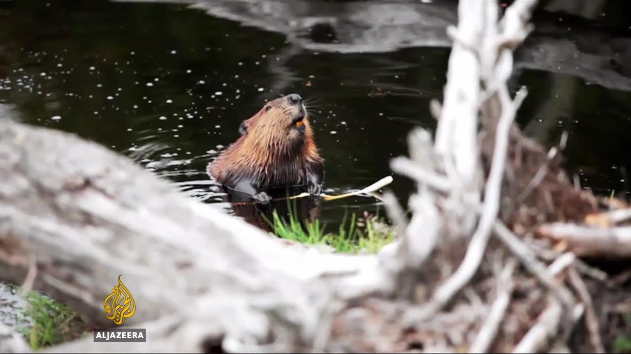 Shaky Beavers