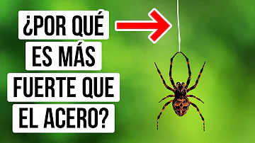 ¿Puede la seda de araña detener un avión?