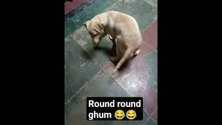 round round ghum ??labrador viral shortvideo shortsfeed mycute puppy jack ??❤️
