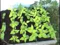 My Organic Outdoor Garden Early August 2009 / Sensitive Plants, Cardinal Climber, Hydroponic Peppers