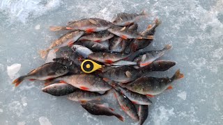 видео: Ловля Окуня на Безмотылку. Рыбалка в Глухозимье. Подводные съемки. картинка: Ловля Окуня на Безмотылку. Рыбалка в Глухозимье. Подводные съемки.