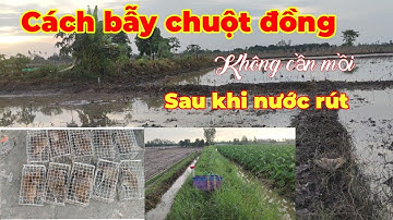 Cách bẫy chuột đồng không cần mồi...sau khi nước vực và cái kết... Tèo ngố TV.