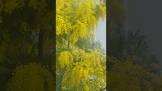 #march 🌿🌼#mimos #mimosa #marzo #helloworld #квіти #цвіт #весна #spring #flowers #fiori #hellospring