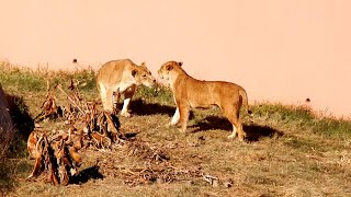 ナナとトワちゃんが・・・　Nana and Towa・・・　〜 Lion 〜　 多摩動物公園