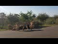 Brutal lion kill in the Kruger National Park (Not for sensitive viewers)
