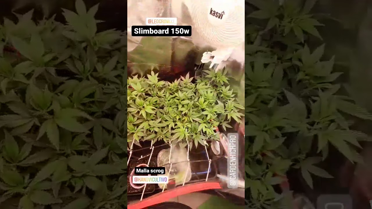 SlimBoard 150W  en espacio de 60x60  Samsung LM301H 3500K  @ledgrow.cl