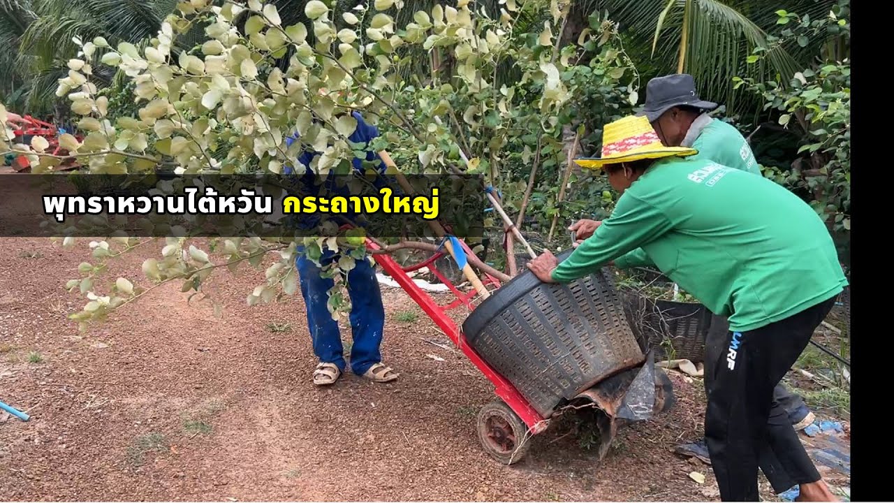 พุทราหิมะขาว พุทราน้ำอ้อย พุทราน้ำผึ้งไซร้ใหญ่