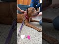 Paddington video