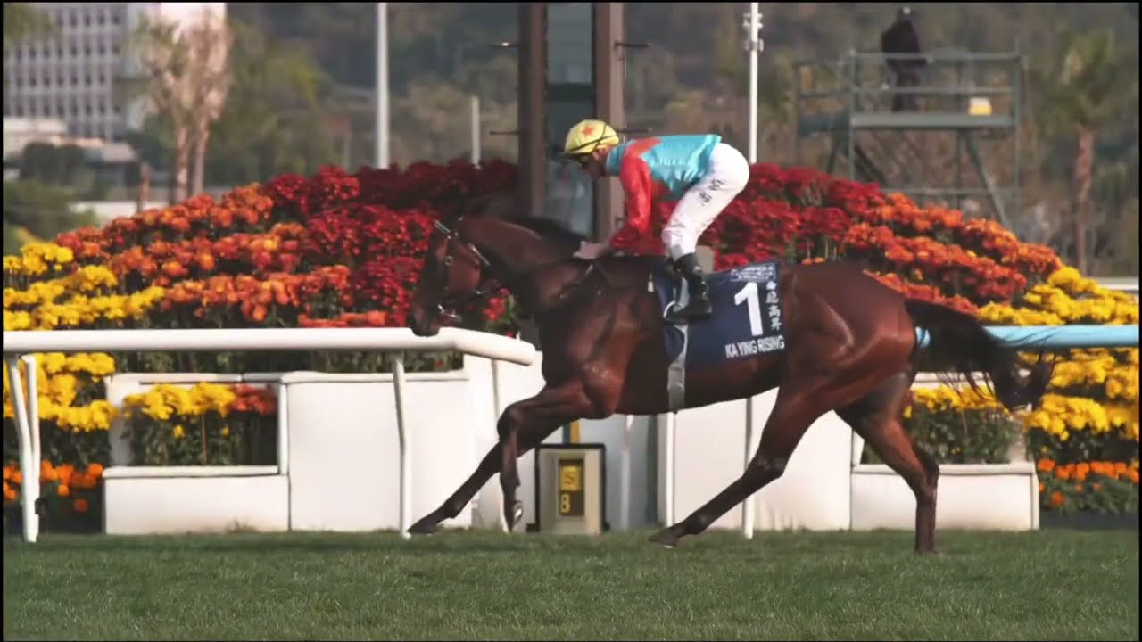 2026年 第49回 クイーンズシルバージュビリーカップ(G1)(カーイン
