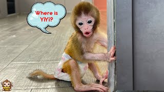 Baby monkey looks for YiYi when she wakes up