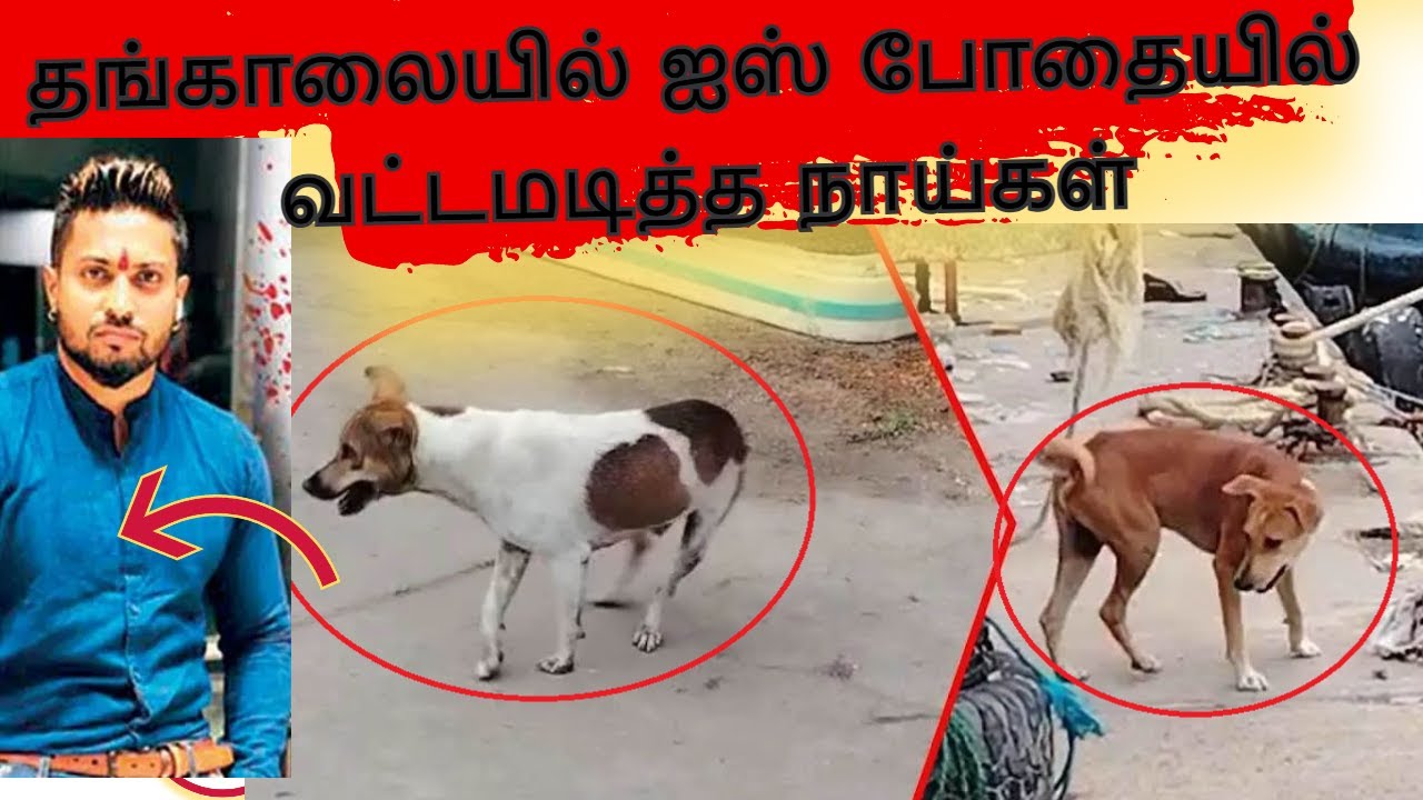 Dogs circled in one place under the influence of ice in Tangalle : Viral video