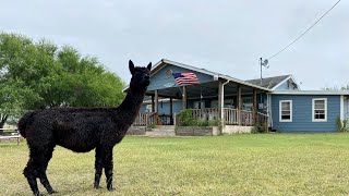 Summer is here by Gulf Breeze Alpaca Ranch & Lodging 172 views 11 months ago 1 minute