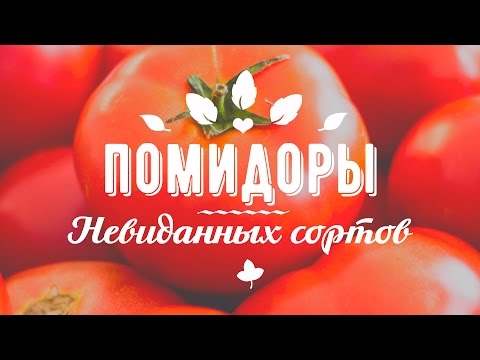 ПОМИДОР в форме ЛАМПОЧКИ и другие СОРТА ТОМАТОВ, о которых вы не слышали!