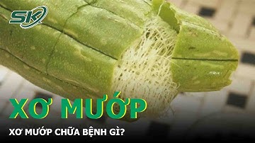 Xơ Mướp Chữa Bệnh Gì ? | SKĐS