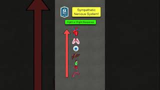 🔥 How to Remember the Sympathetic Nervous System in 60 SECONDS! [Fight or Flight Response]