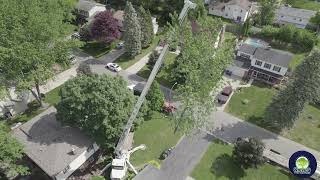 Steve's Tree Services