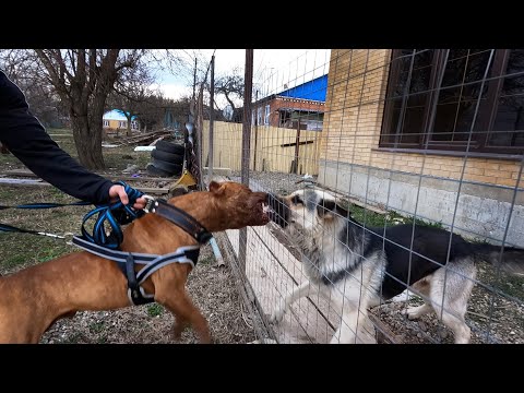 Video: Beebi Sünnib Lennu Ajal