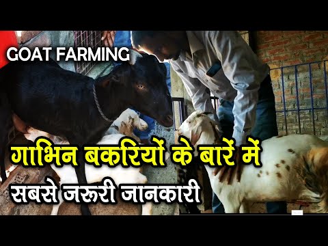 वीडियो: कैसे एक स्वच्छंद गाय या बकरी को पकड़ने के लिए?