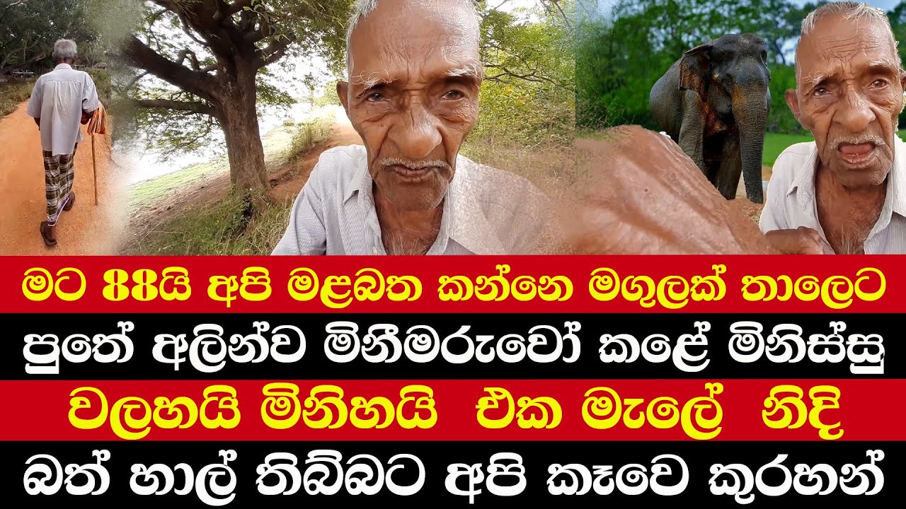 මට  88යි අපි මළබත කන්නෙ මගුලක් තාලෙට | අලින්ව මිනීමරුවෝ කළේ මිනිස්සු | වලහයි මිනිහයි  එකමැලේ  නිදි