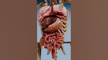 Anatomy Of A Penguin