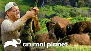 Três encontros extremos do Frank com animais | Wild Frank | Animal Planet Brasil