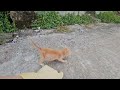 可愛いすぎる子猫 PART 7 || 子猫 1989