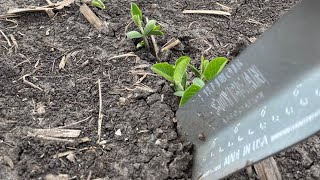 Planting Progress: Don’t Hit the Panic Button Yet!