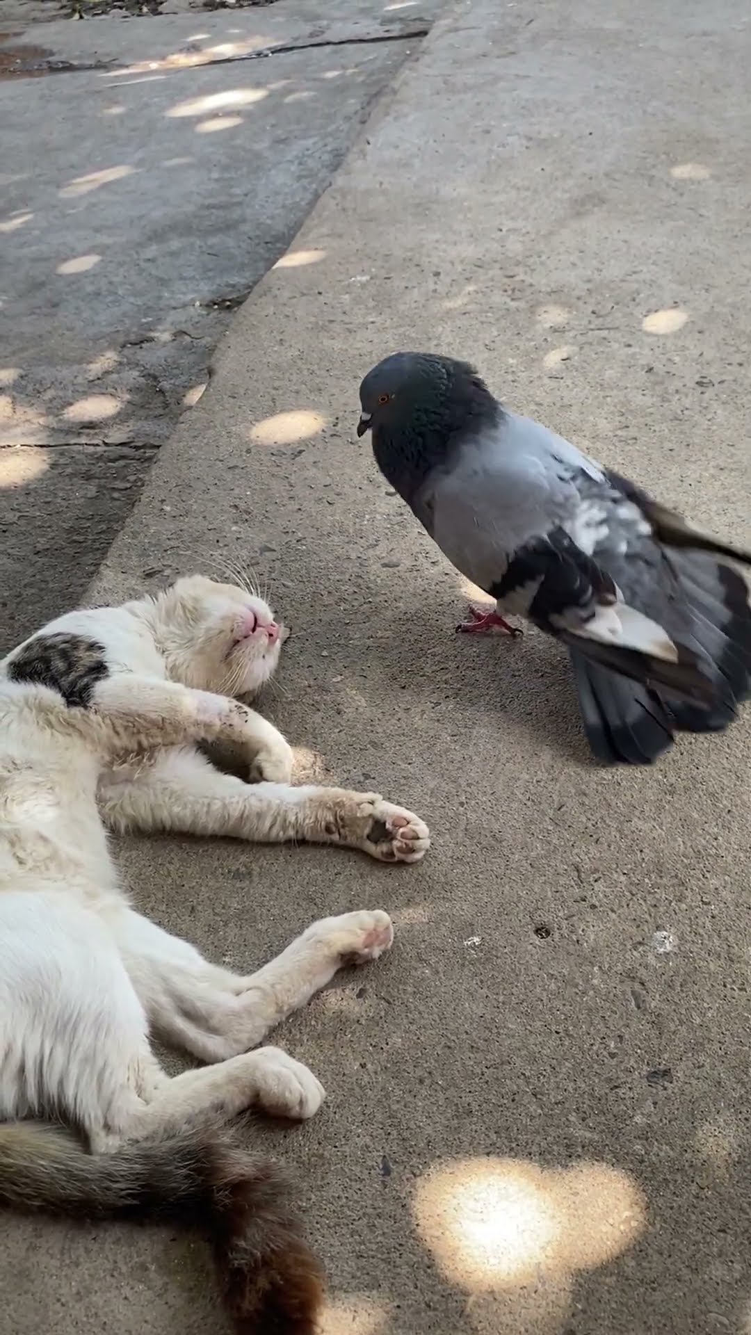 Pigeon Wakes Up Sleeping Cat || ViralHog