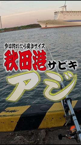 【#秋田釣り】今は釣れたら良きサイズ #秋田港サビキ #アジ #shorts