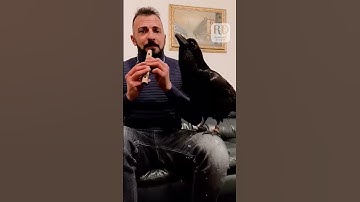 Thumbnail of Man Plays Flute While Pet Raven Sings Along