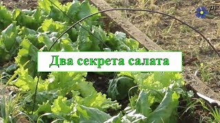 Два секрета выращивания салата