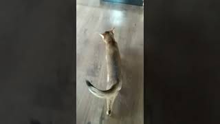 Абиссинская кошка Тэсси падает в обморок и требует кушать! Абиссинская кошка Тэсси падает в обморок и требует кушать!