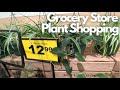 $12 Hanging Baskets! Wishlist Finds 🥳 Supermarket Plant Shopping Grocery Store Haul March 2022